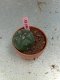 Lophophora williamsii 3-4 cm 4-5 years old - ownroot grow from seed