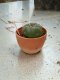 Lophophora williamsii 3-4 cm 4-5 years old - ownroot grow from seed