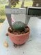 Lophophora williamsii 3-4 cm 4-5 years old - ownroot grow from seed