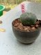 Lophophora williamsii 3-4 cm 4-5 years old - ownroot grow from seed