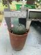 Lophophora williamsii 3-4 cm 4-5 years old - ownroot grow from seed