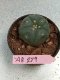 Lophophora williamsii 3-4 cm 4-5 years old - ownroot grow from seed