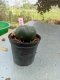 Lophophora williamsii 3-4 cm 4-5 years old - ownroot grow from seed