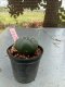 Lophophora williamsii 3-4 cm 4-5 years old - ownroot grow from seed