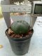 Lophophora williamsii 3-4 cm 4-5 years old - ownroot grow from seed