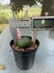 Lophophora williamsii 3-4 cm 4-5 years old - ownroot grow from seed