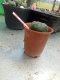 Lophophora williamsii 3-4 cm 4-5 years old - ownroot grow from seed