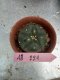 Lophophora williamsii 3-4 cm 4-5 years old - ownroot grow from seed