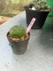 Lophophora williamsii 3-4 cm 4-5 years old - ownroot grow from seed