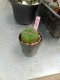 Lophophora williamsii 3-4 cm 4-5 years old - ownroot grow from seed