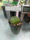 Lophophora williamsii 3-4 cm 4-5 years old - ownroot grow from seed