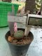 Lophophora williamsii 3-4 cm 4-5 years old - ownroot grow from seed