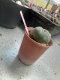 Lophophora williamsii 3-4 cm 4-5 years old - ownroot grow from seed