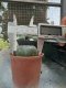 Lophophora williamsii 3-4 cm 4-5 years old - ownroot grow from seed