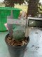 Lophophora williamsii 3-4 cm 4-5 years old - ownroot grow from seed