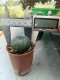 Lophophora williamsii 3-4 cm 4-5 years old - ownroot grow from seed