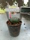 Lophophora williamsii 3-4 cm 4-5 years old - ownroot grow from seed