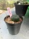 Lophophora williamsii 3-4 cm 4-5 years old - ownroot grow from seed