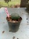 Lophophora williamsii 3-4 cm 4-5 years old - ownroot grow from seed