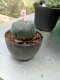 Lophophora williamsii 3-4 cm 4-5 years old - ownroot grow from seed