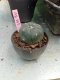 Lophophora williamsii 3-4 cm 4-5 years old - ownroot grow from seed