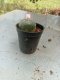 Lophophora williamsii 3-4 cm 4-5 years old - ownroot grow from seed