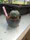 Lophophora williamsii 3-4 cm 4-5 years old - ownroot grow from seed