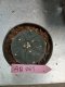 Lophophora williamsii 3-4 cm 4-5 years old - ownroot grow from seed