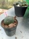 Lophophora williamsii 3-4 cm 4-5 years old - ownroot grow from seed