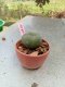 Lophophora williamsii 3-4 cm 4-5 years old - ownroot grow from seed