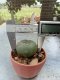 Lophophora williamsii 3-4 cm 4-5 years old - ownroot grow from seed