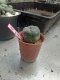 Lophophora williamsii 3-4 cm 4-5 years old - ownroot grow from seed