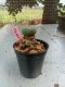 Lophophora williamsii 3-4 cm 4-5 years old - ownroot grow from seed