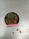 Lophophora williamsii 3-4 cm 4-5 years old - ownroot grow from seed