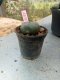 Lophophora williamsii 3-4 cm 4-5 years old - ownroot grow from seed