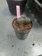 Lophophora williamsii 3-4 cm 4-5 years old - ownroot grow from seed