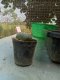 Lophophora williamsii 3-4 cm 4-5 years old - ownroot grow from seed