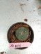 Lophophora williamsii 3-4 cm 4-5 years old - ownroot grow from seed