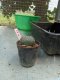 Lophophora williamsii 3-4 cm 4-5 years old - ownroot grow from seed