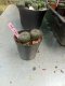 Lophophora williamsii 3-4 cm 4-5 years old - ownroot grow from seed