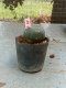 Lophophora williamsii 3-4 cm 4-5 years old - ownroot grow from seed