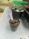 Lophophora williamsii 3-4 cm 4-5 years old - ownroot grow from seed