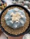 Lophophora Williamsii 6-7 cm 9 years old seed ownroot flower seedling ロフォフォラ　烏羽玉　仔吹き　サボテン