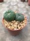 1 pot Lophophora williamsii variegata  -peyote -cactus -cacti -cactaceae -williamsii -lophoplaza -rarelophophora