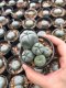 Lophophora williamsii cristata 5-6 cm 10 years old grow from seed
