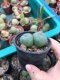 1x Lophophora williamsii Twin 4-5 cm 7 years old-grow from seed-can give flower and seed