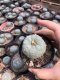 1x Lophophora williamsii 5 cm 15 years old-grow from seed-can give flower and seed
