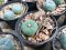 1x Lophophora williamsii Texana 4-6 cm 7 years old-grow from seed-can give flower and seed