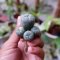 Lophophora williamsii variegata 4-5 cm 7 years old ownroot