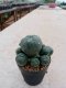 Lophophora williamsii variegata 5-6 cm 7 years old ownroot